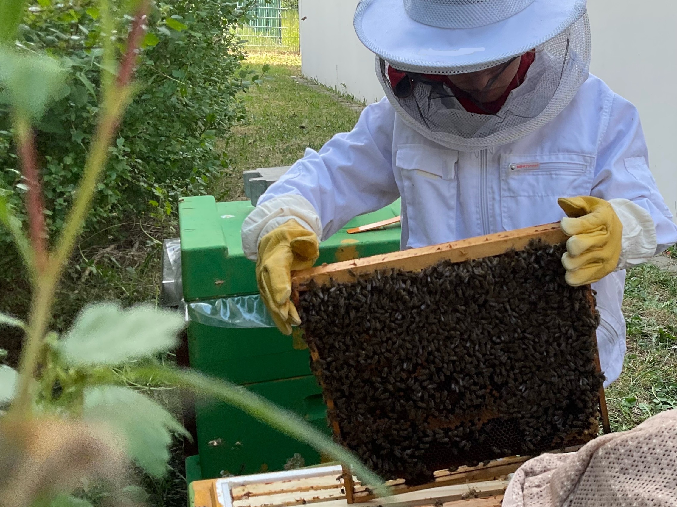 Bienenstock1